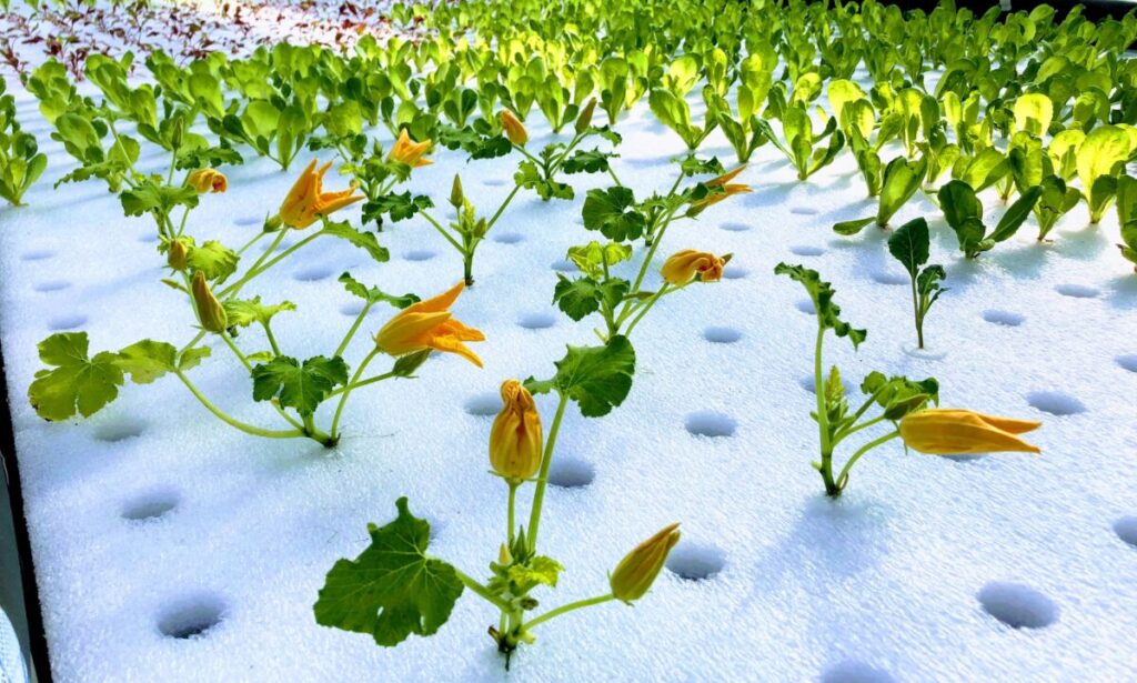 aprire una azienda agricola acquaponica