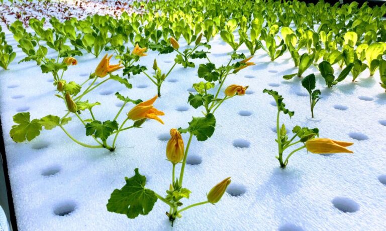 aprire una azienda agricola acquaponica