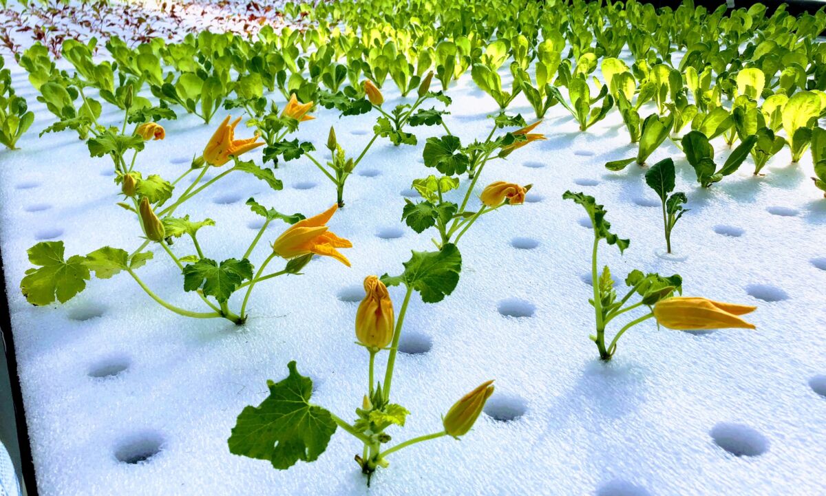 aprire una azienda agricola acquaponica