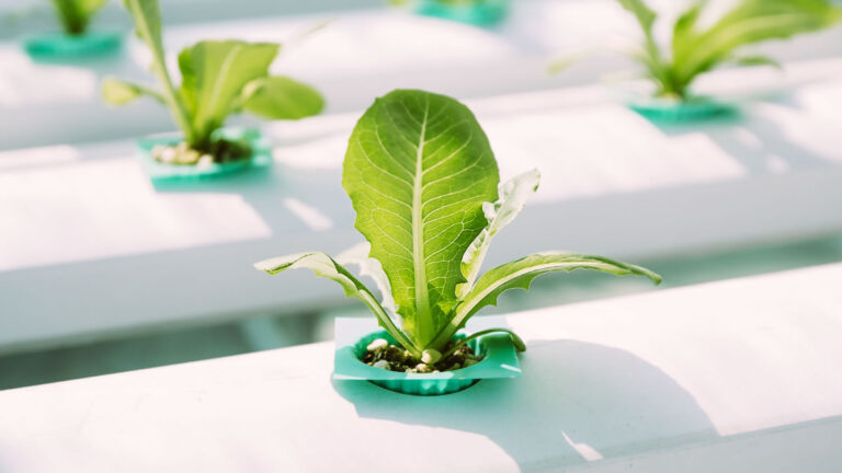 origini dell'acquaponica