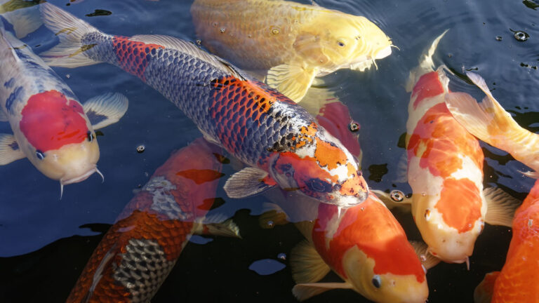 pesci e acquaponica