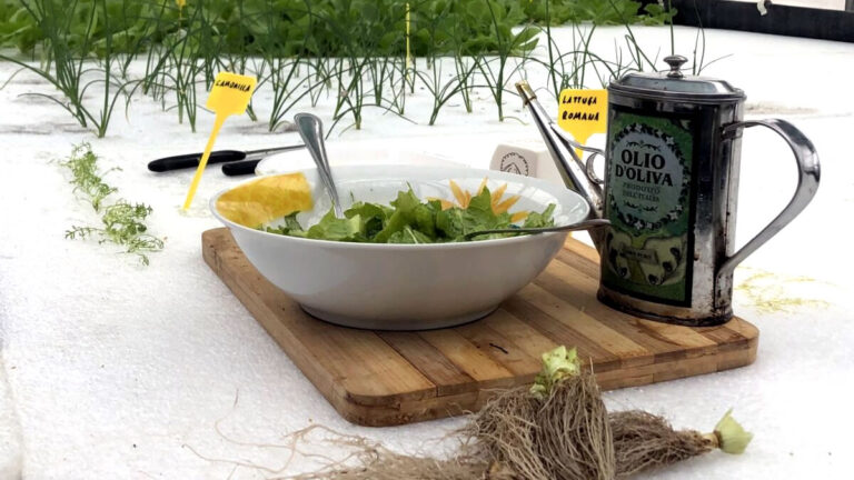 Differenze tra prodotti biologici, organici e OGM