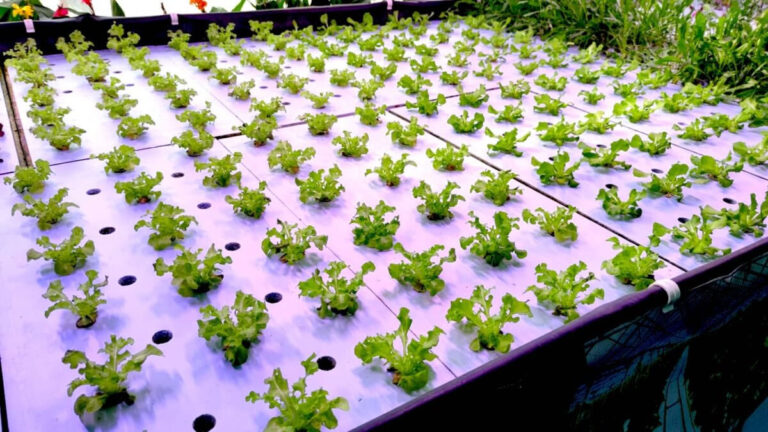 Sistemi moderni di acquaponica