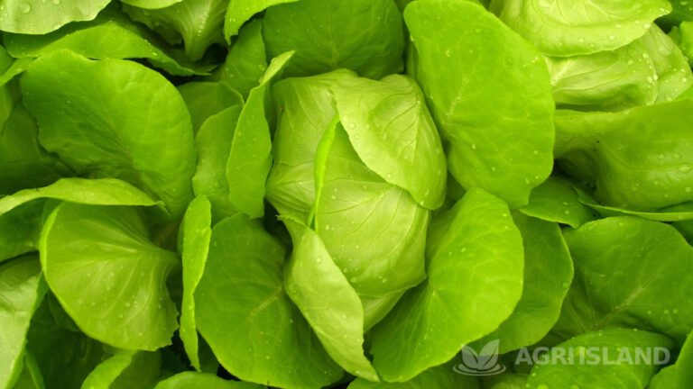 acquaponica nel mondo