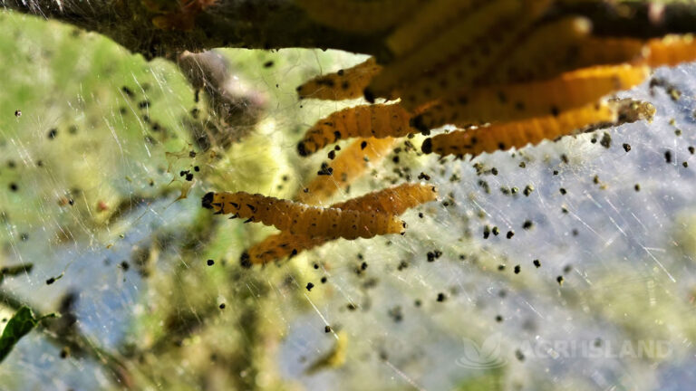 Controllo integrato nell'acquaponica